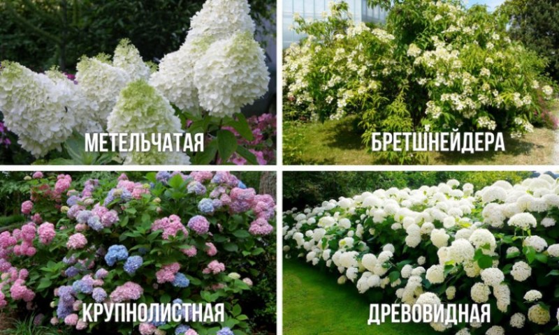 Виды гортензии