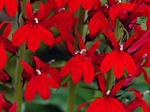 Лобелия прекрасная / Lobelia speciosa Лобелия прекрасная / Lobelia speciosa