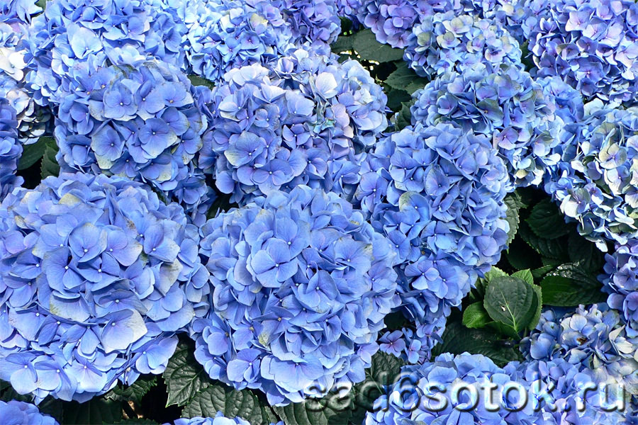 Гортензия крупнолистная (Hydrangea macrophylla) Гортензия крупнолистная (Hydrangea macrophylla)