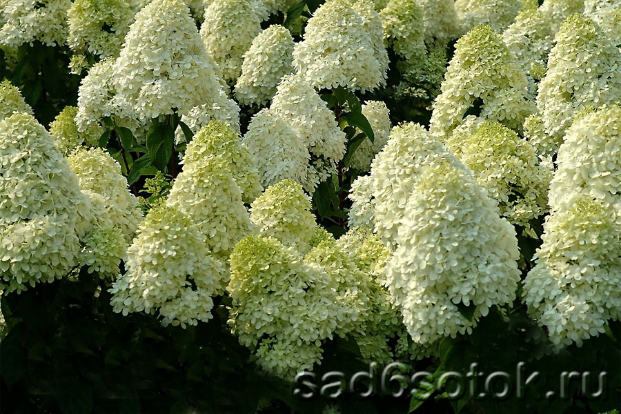 Гортензия метельчатая (Hydrangea paniculata) Гортензия метельчатая (Hydrangea paniculata)