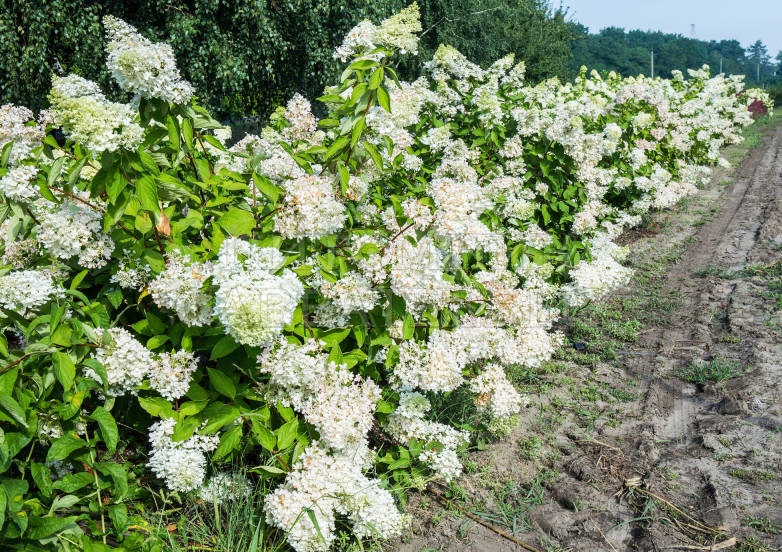 Метельчатая гортензия Метельчатая гортензия