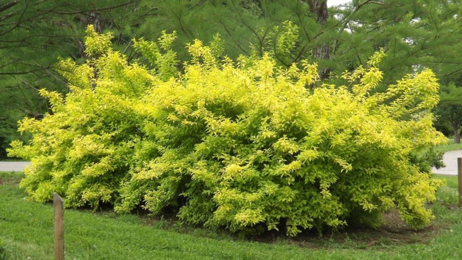 Форзиция темно-зеленая (Forsythia Veridissima)