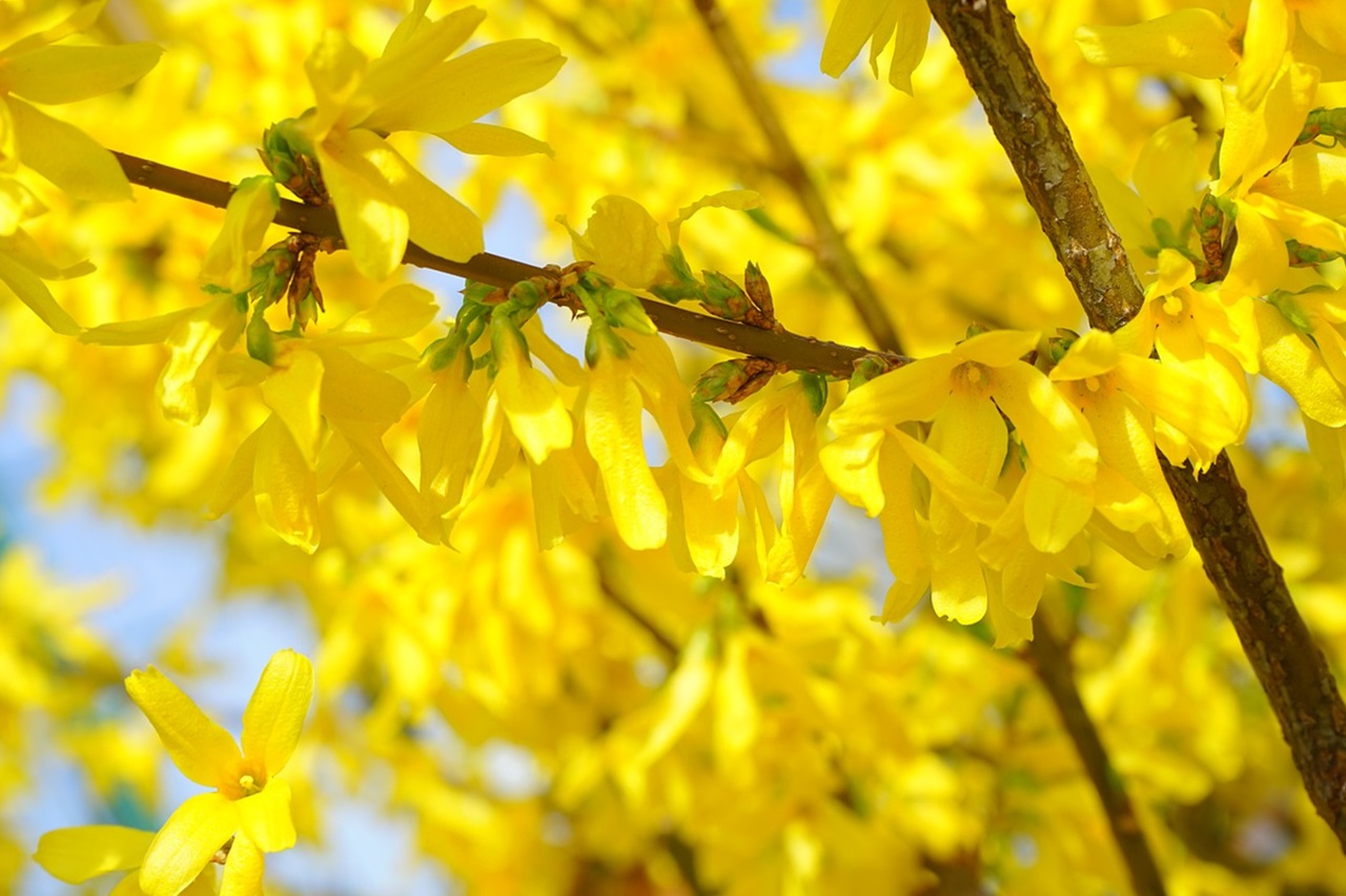 цветы форзиции яйцевидной (Forsythia ovata Nakai)