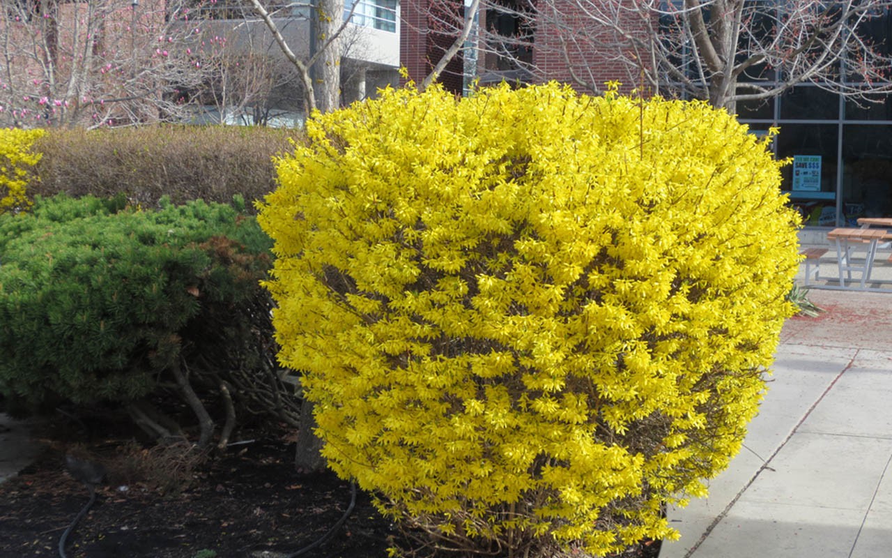 форзиция промежуточная (Forsythia intermedia)