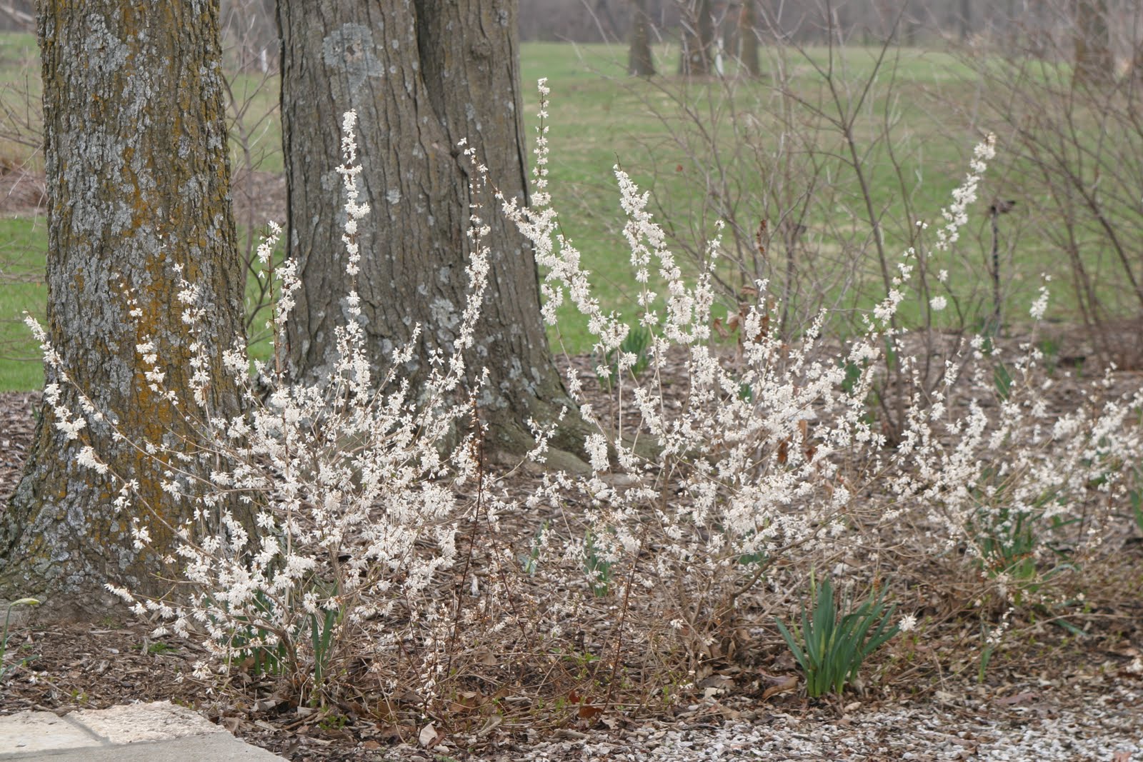 Форзиция снежная (Forsythia abeliophyllum)