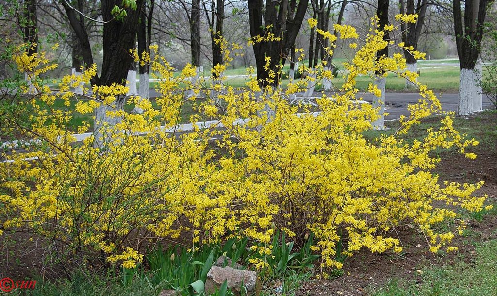 Форзиция европейская (Forsythia europaea)