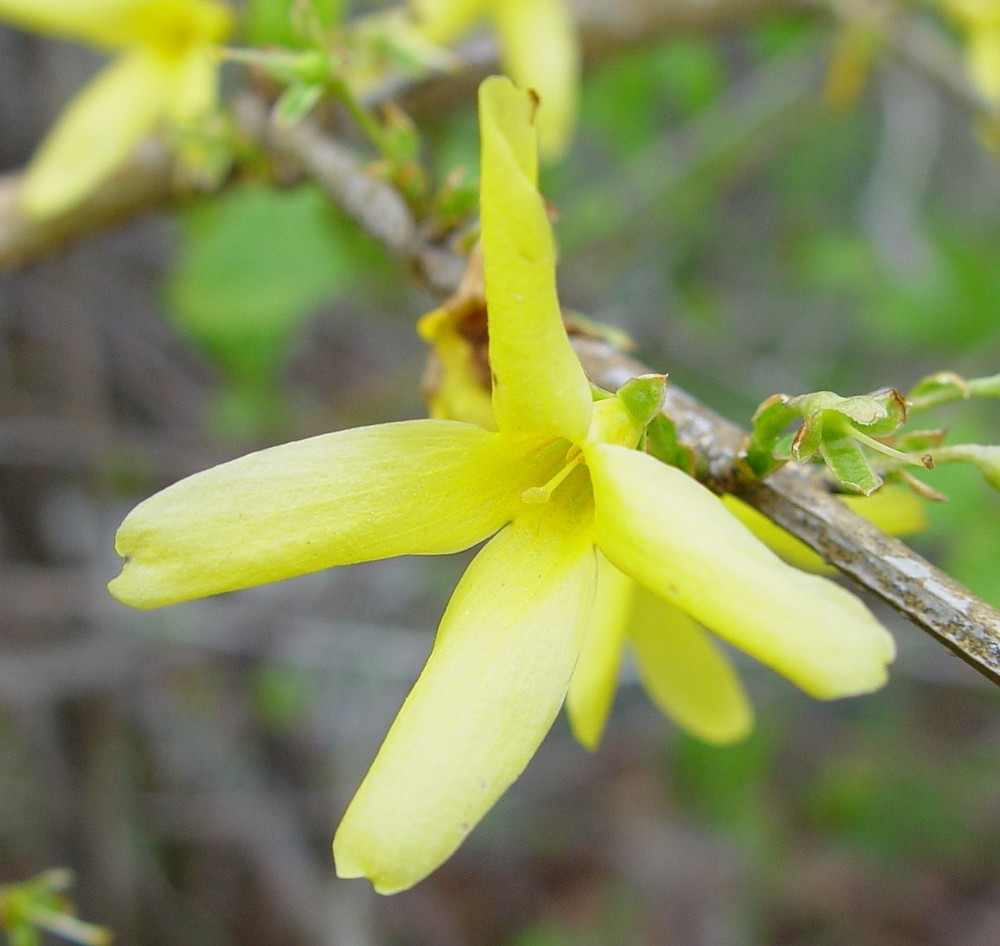 цветок форзиции темно-зеленой (Forsythia Veridissima)