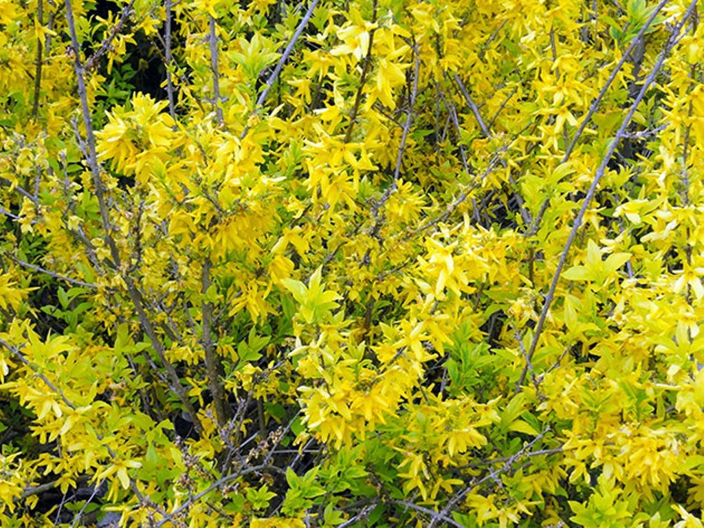 Форзиция Жиральда (Forsythia giraldiana)