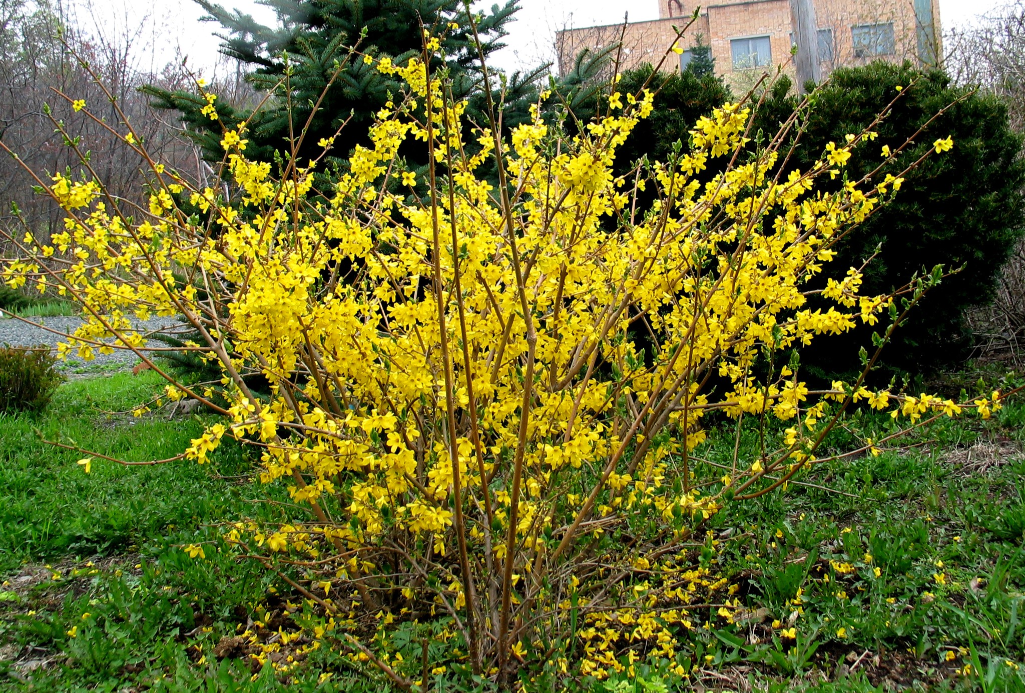 Форзиция яйцевидная (Forsythia ovata Nakai)