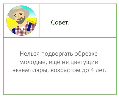 Совет по обрезке гортензии Особенности обрезки