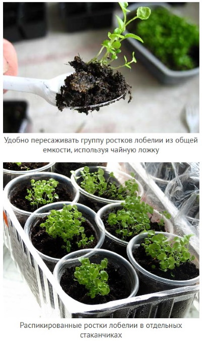 Лобелия многолетняя. Посадка и уход, фото цветов, когда сажать в саду