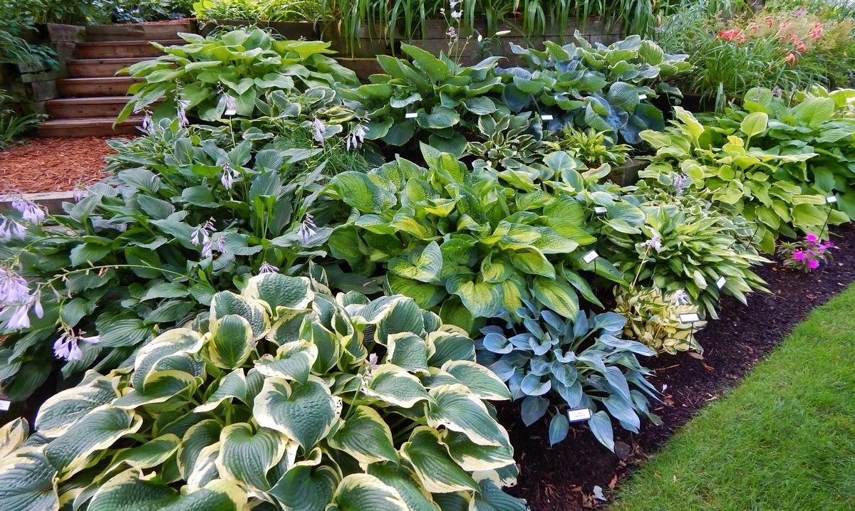 Хосты в ландшафтном дизайне дачного участка и сада