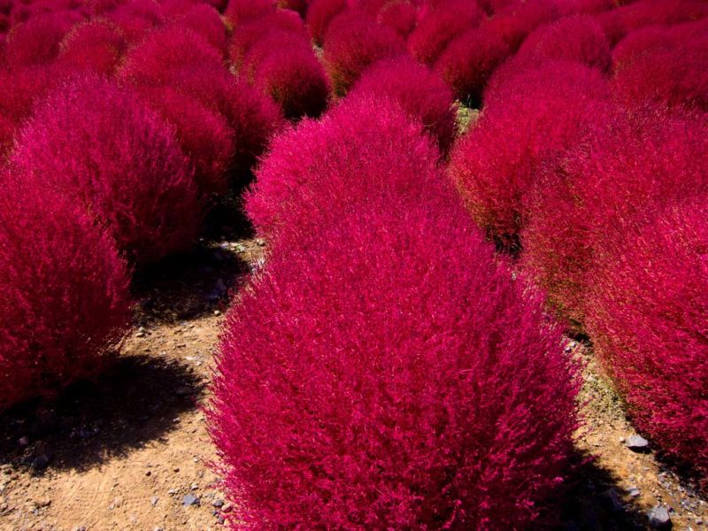Kochia - Hitachi Seaside Park, Japan