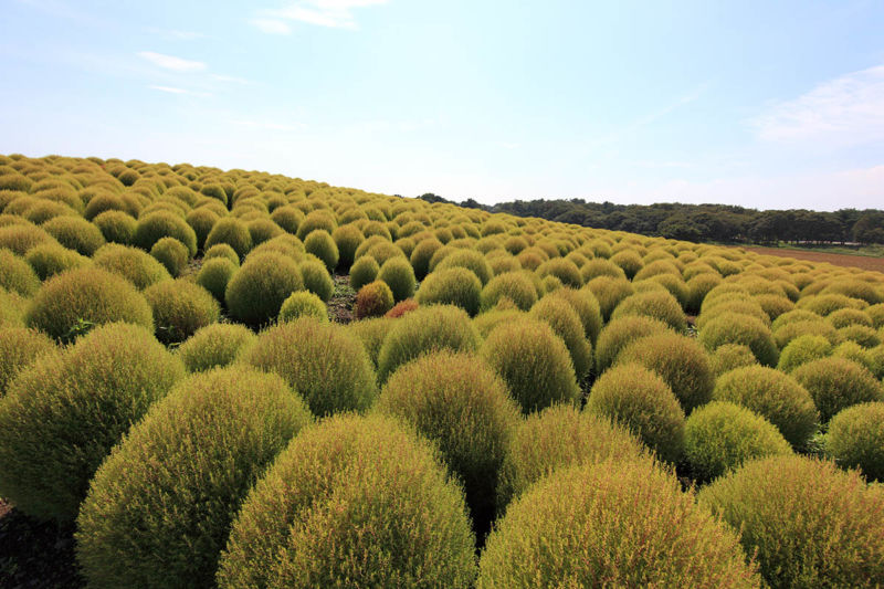 zelenyie-kohii-hitachi-seaside-park-in-hitachinaka-japan