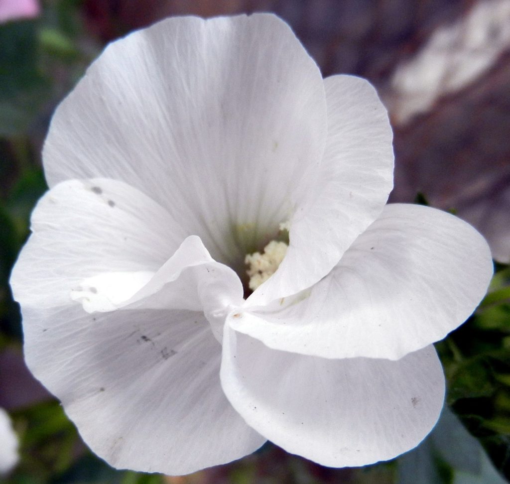 068