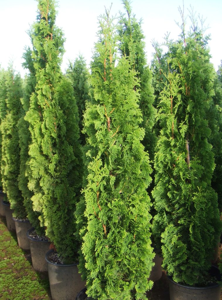 Thuja occidentalis 'Degroot's Spire'