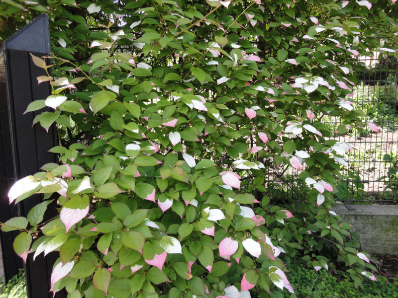 actinidia-kolomikta