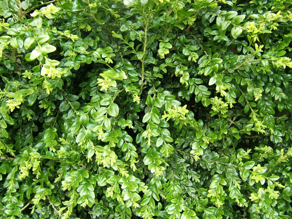 buxus_sempervirens_foliage_1