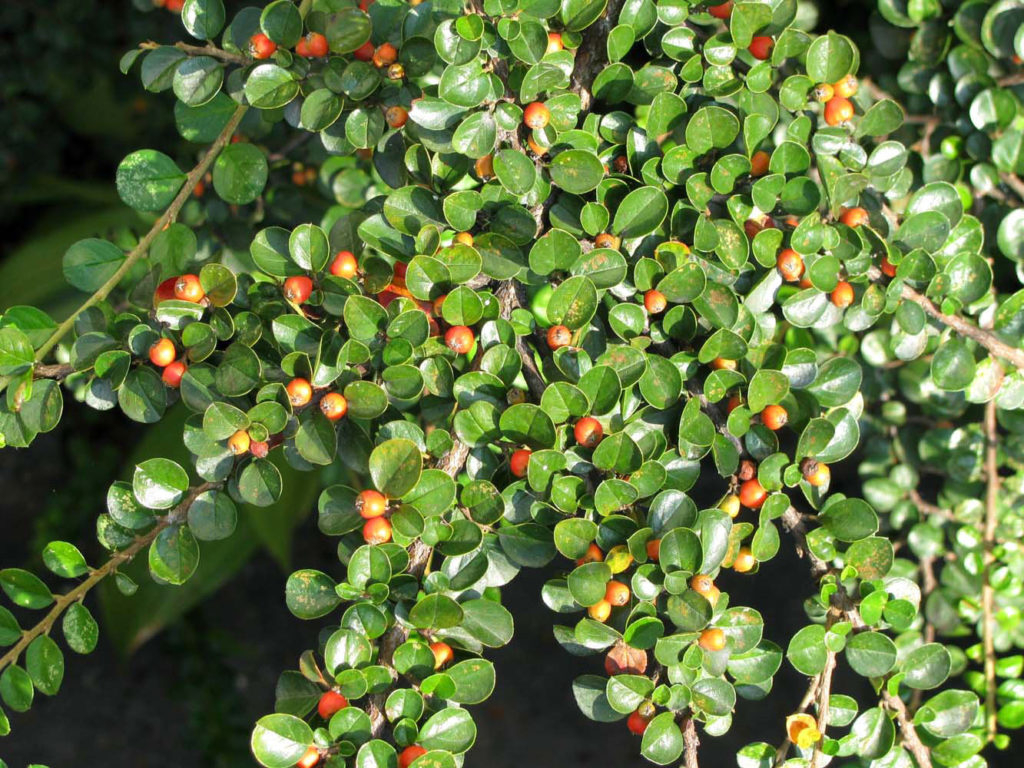 cotoneaster_buxifolius