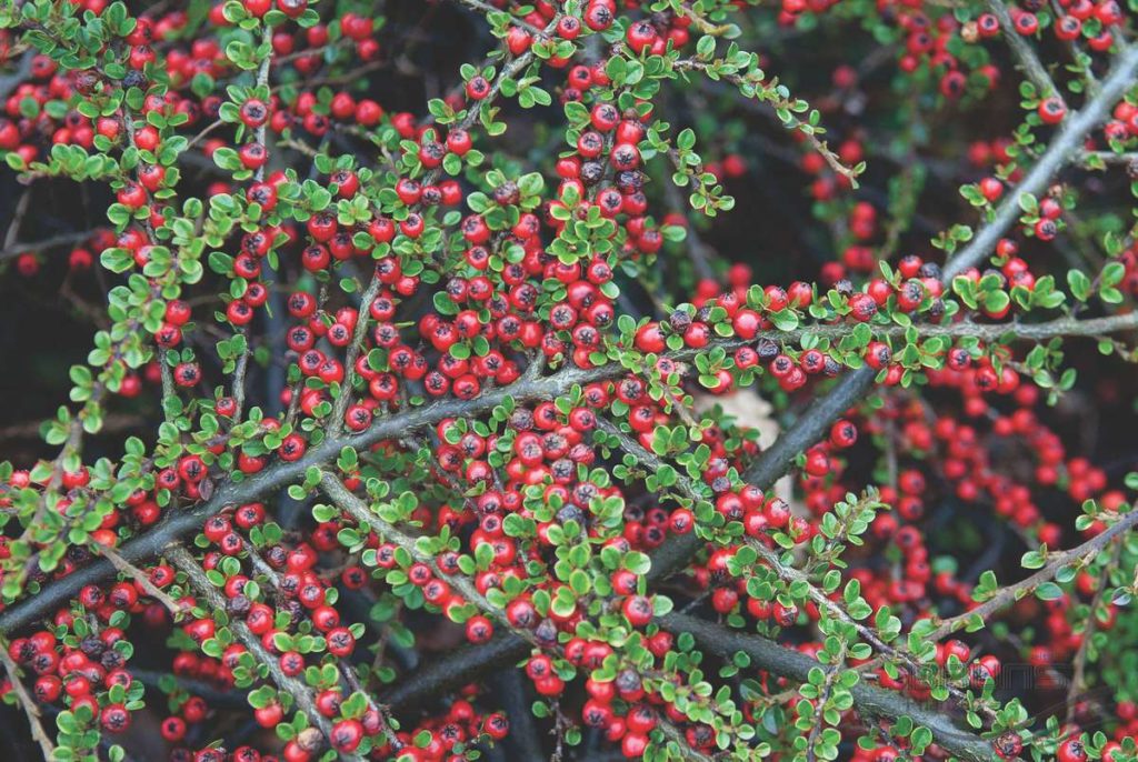cotoneaster_horizontalis_2008_0670