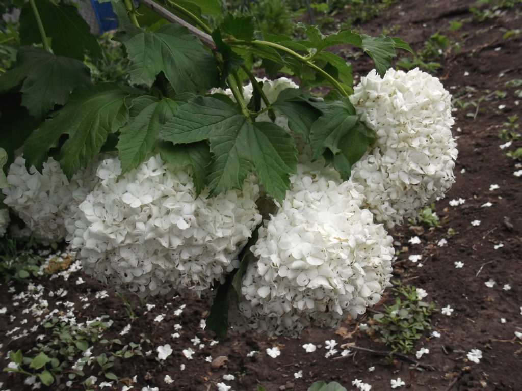 dscf1508