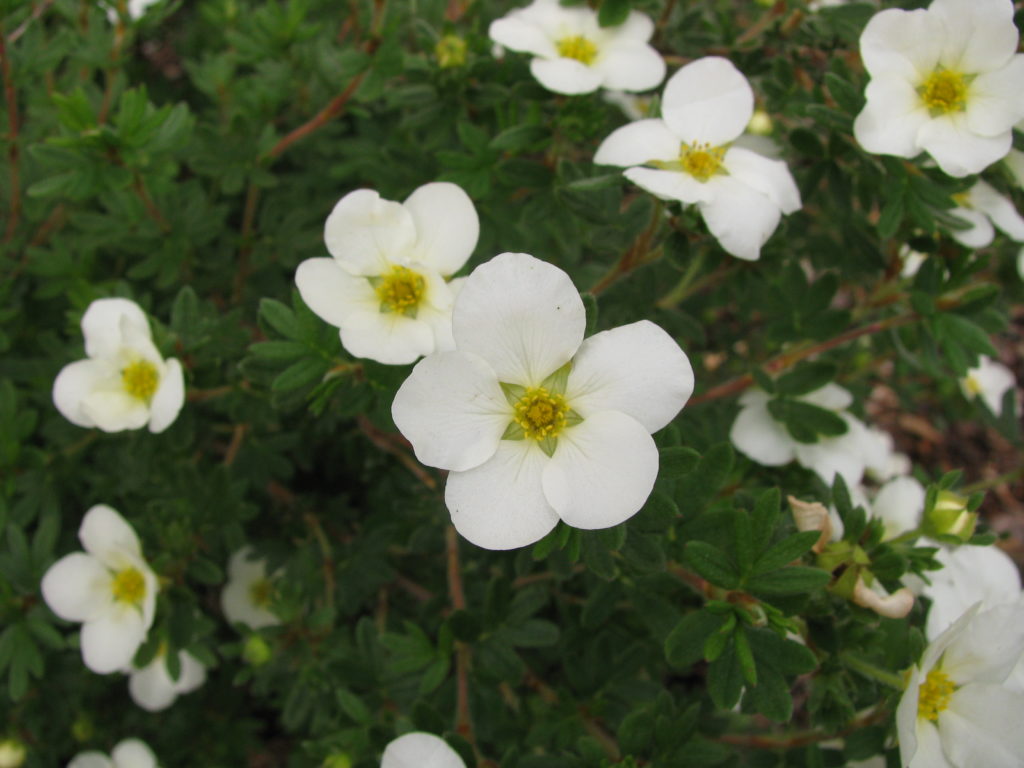 dasiphora_fruticosa_mckays_white_01