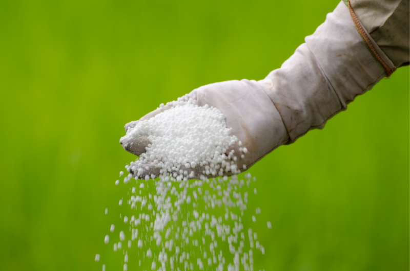 fertilizing