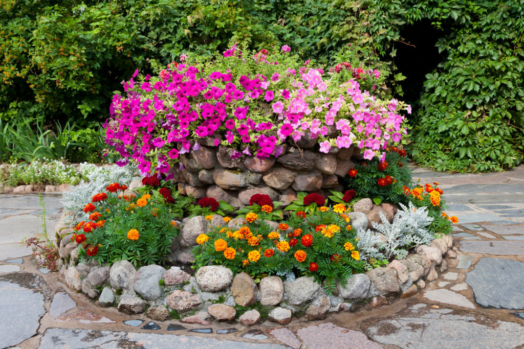 flower bed with petunia and marigold. Landscape design