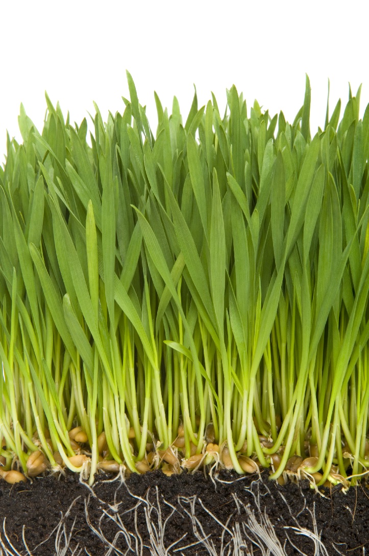 grass-small