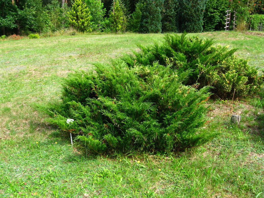 juniperus-sabina1