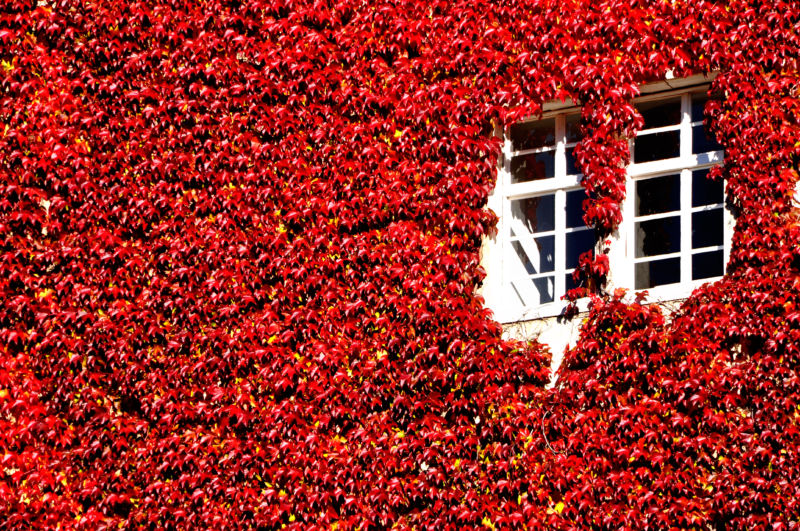 moosburg_ausschnitt_der_westwand_von_schloss_moosburg_22102010_219