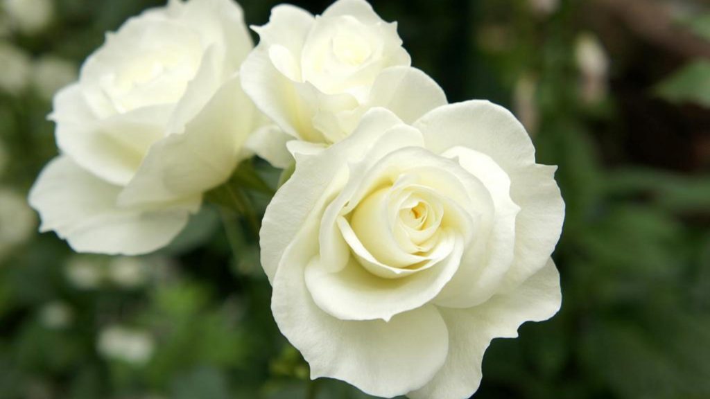 nature___flowers_beautiful_white_roses_in_the_garden_056289_