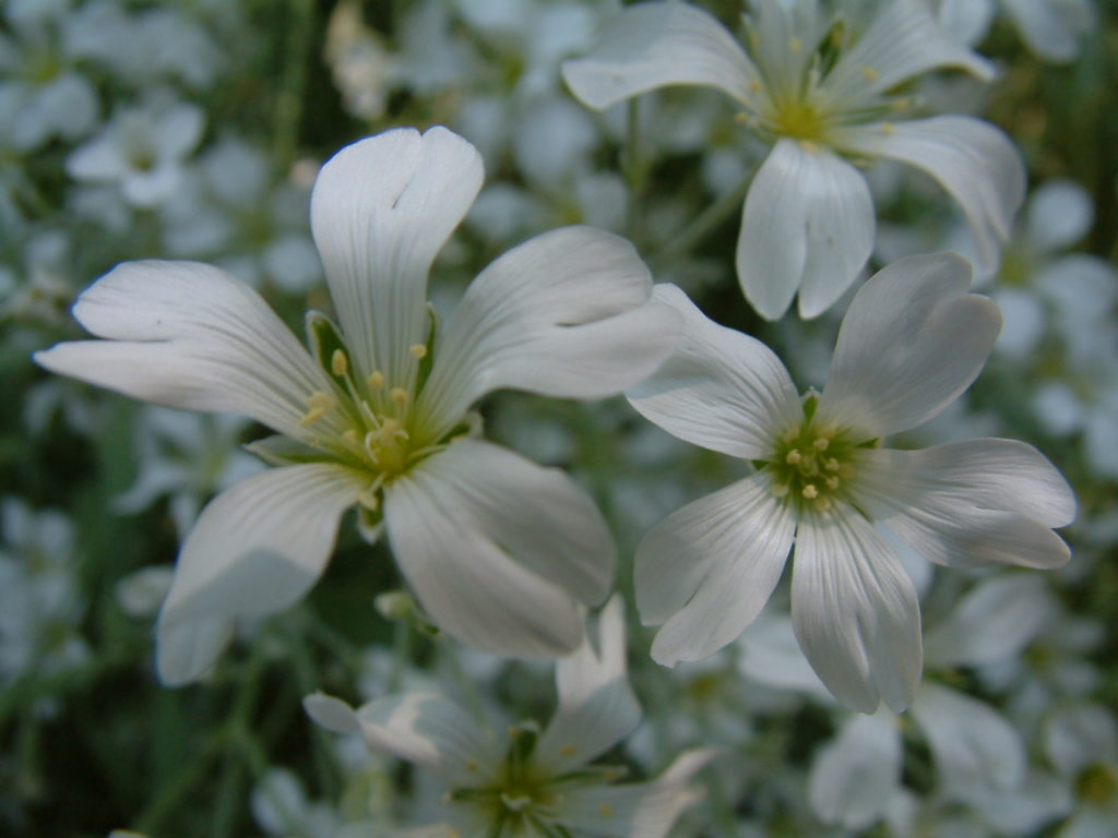 rogownica_biebersteina_cerastium_biebersteinii