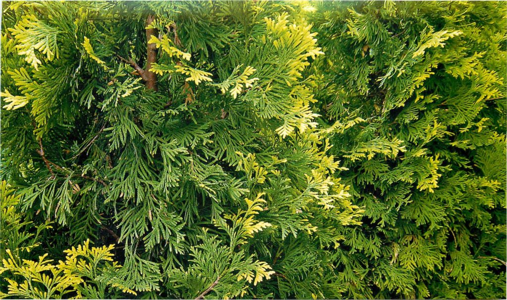 tuya-zapadnaya-douglasii-pyramidalis