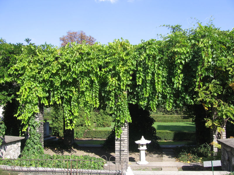 vitis-riparia