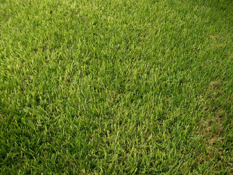 yellow-st-augustine-lawn
