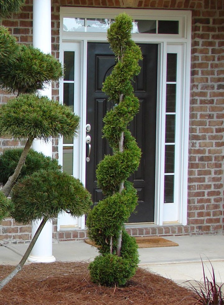 arborvitae-spiral-allin