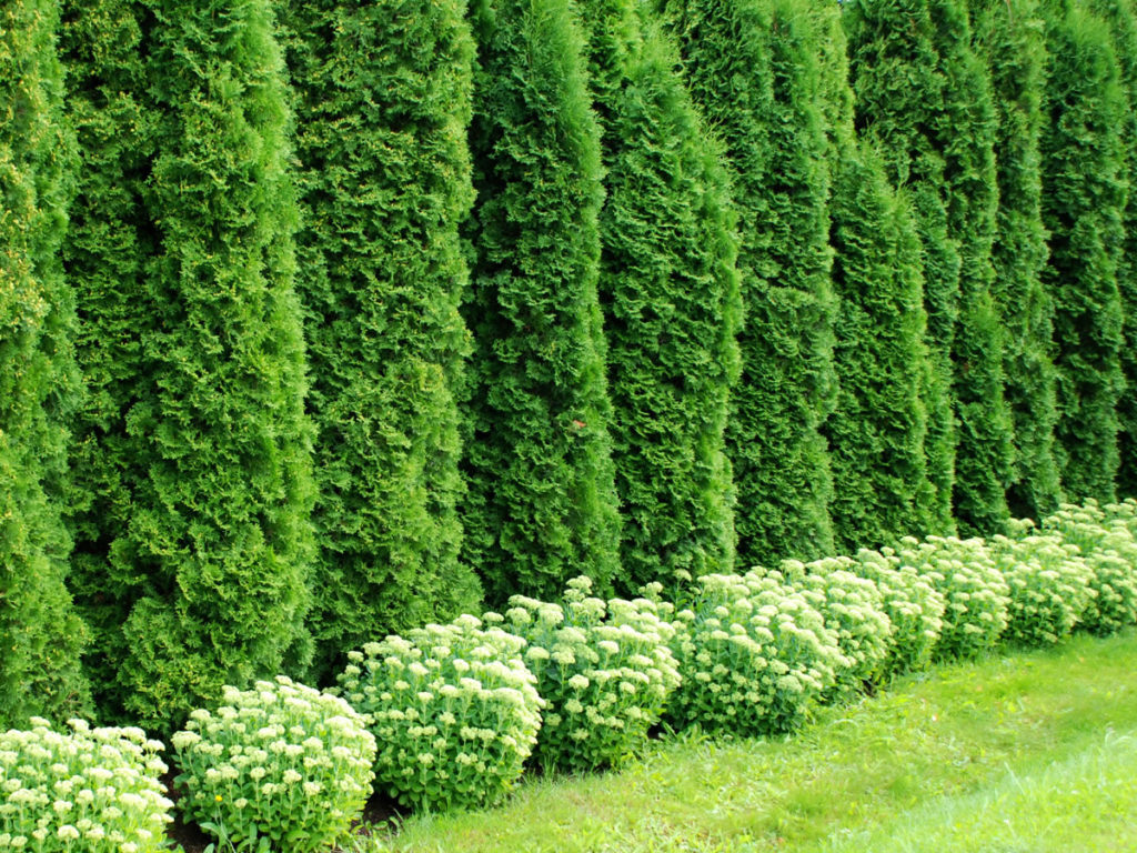 arbres_36319291