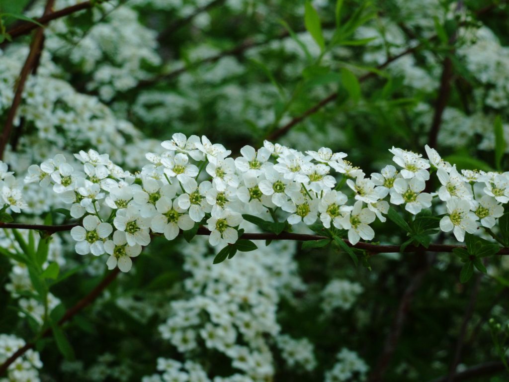 belye_cvety_botanicheskiy_sad_kiev_may_2160x1620