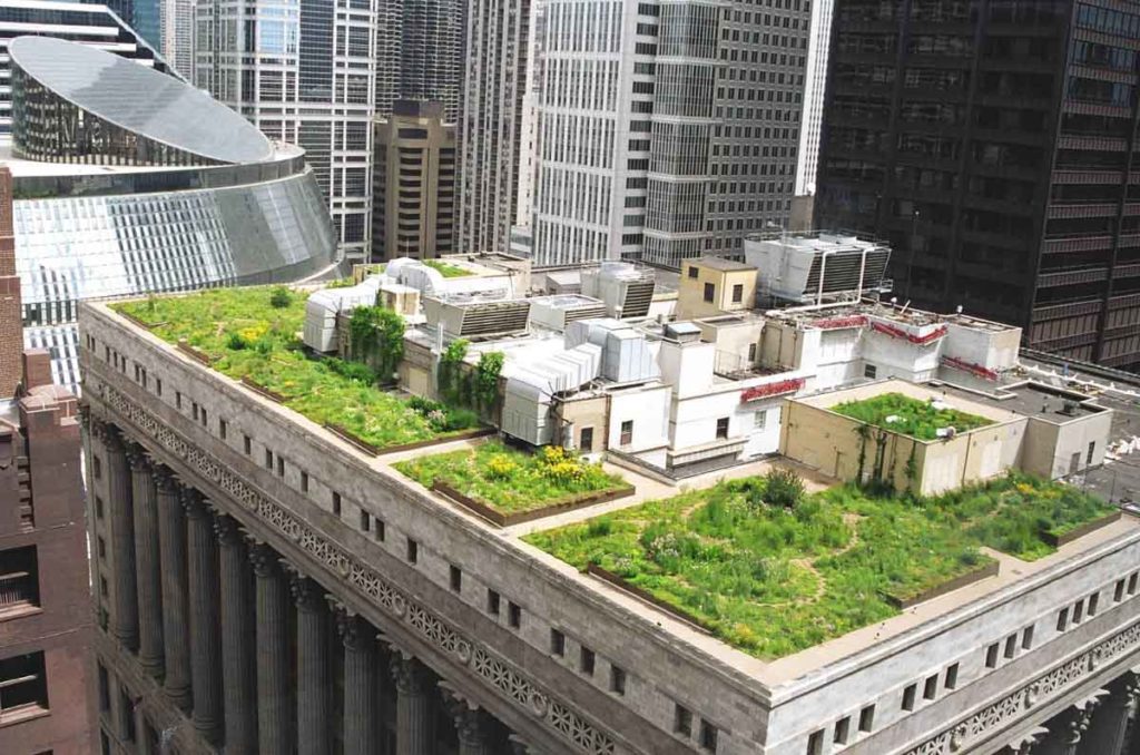 chicago-city-hall-intensive-green-roof