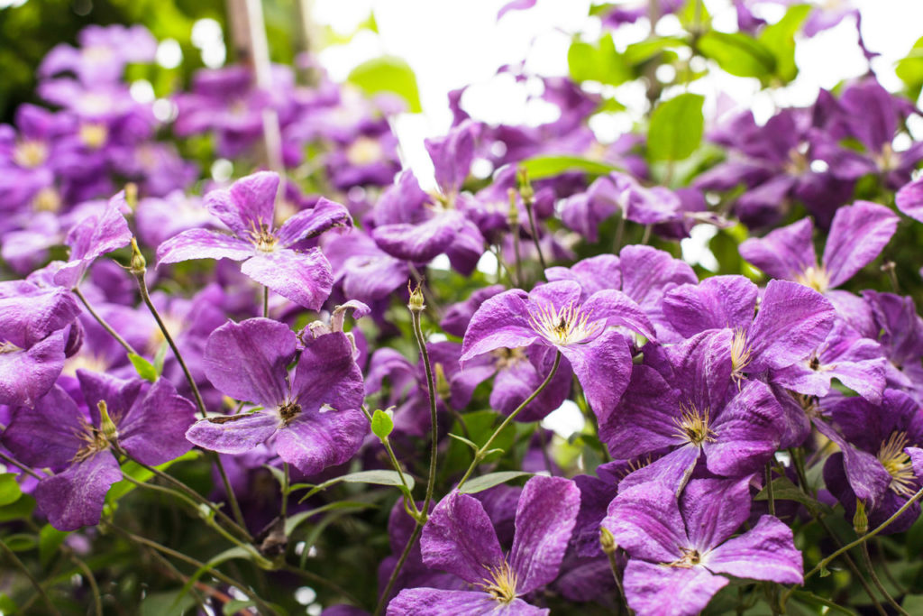clematis