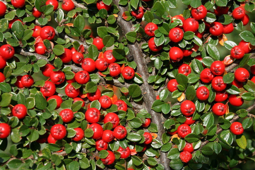 Cotoneaster bush background. Red fruits and green leaves.