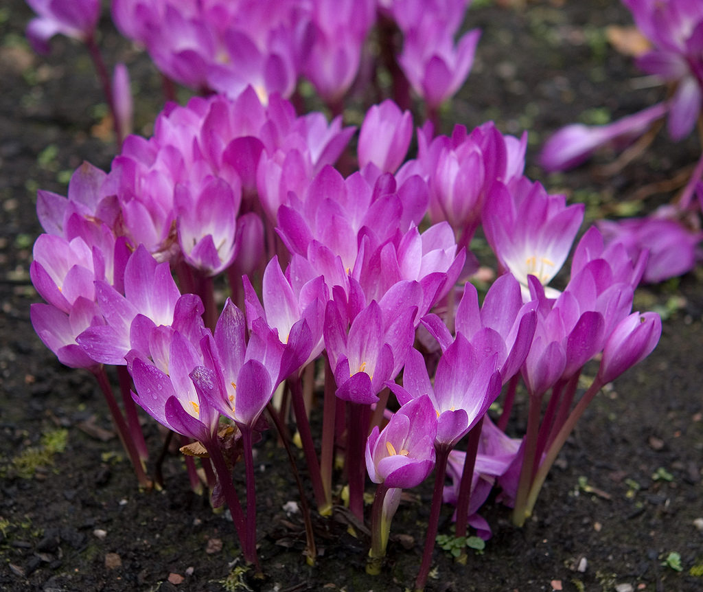colchicum-speciosum001