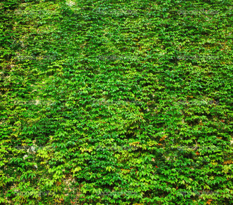 ivy green wall