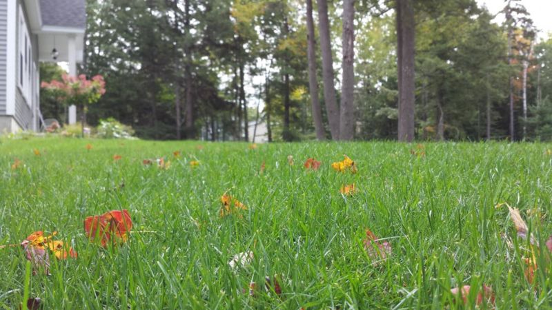 fall-lawn-care-results
