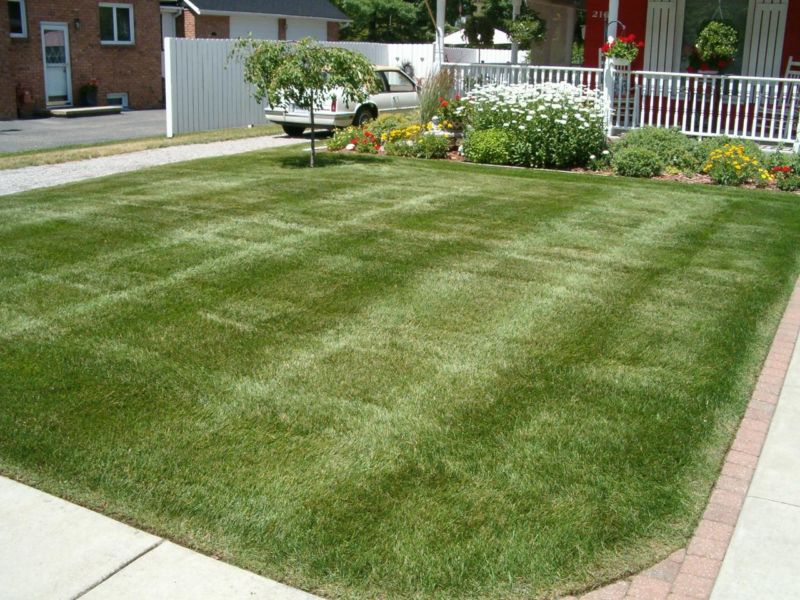 fertilizer-lawn-grub-insect-tiedeman-45145237_large