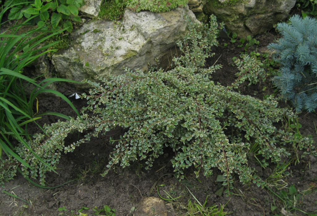 gorizontalnyj-variegata-bb