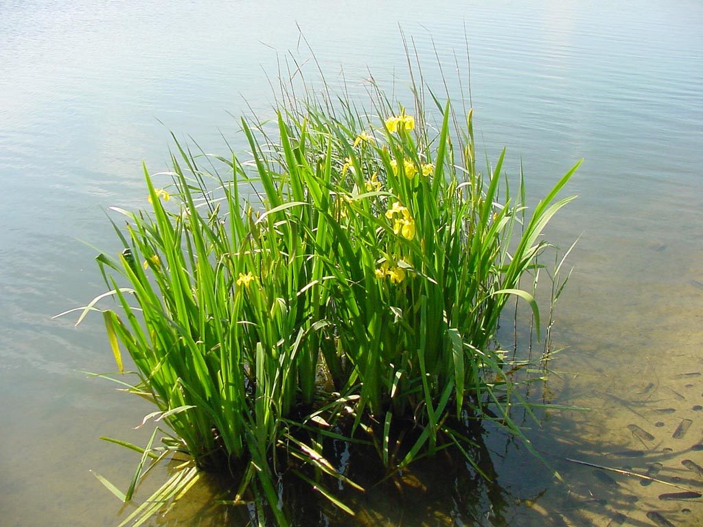 iris
