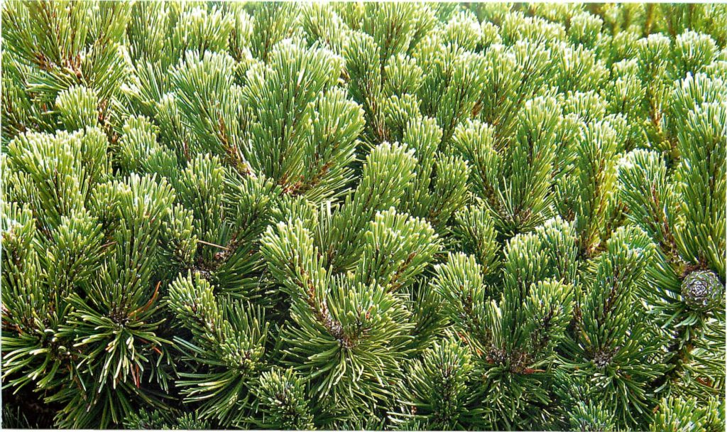klematis11