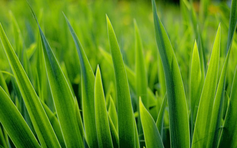lush-green-lawn-fertilizer-delivery